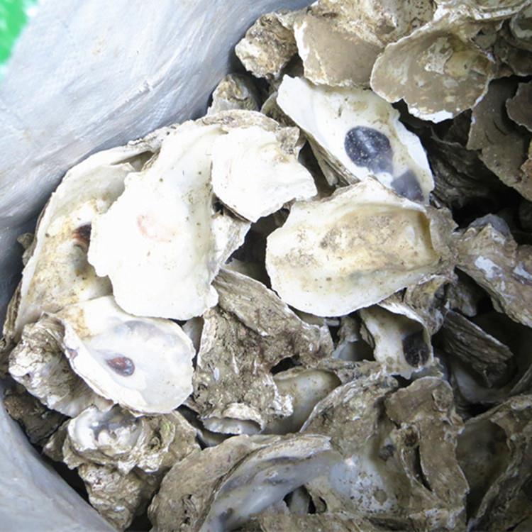 鱼池过滤材料 蚝壳 牡蛎壳(锦鲤池专用滤材)生蚝壳 稳定PH值