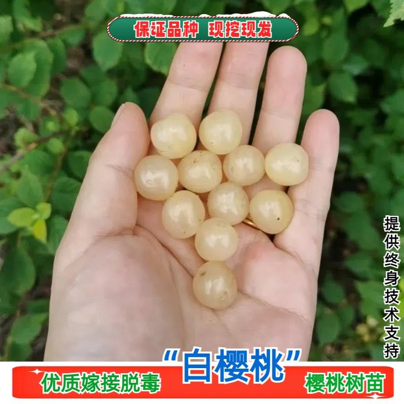 白玉毛樱桃树苖山樱桃树野生白樱桃苗耐寒北南方庭院种植当年结果