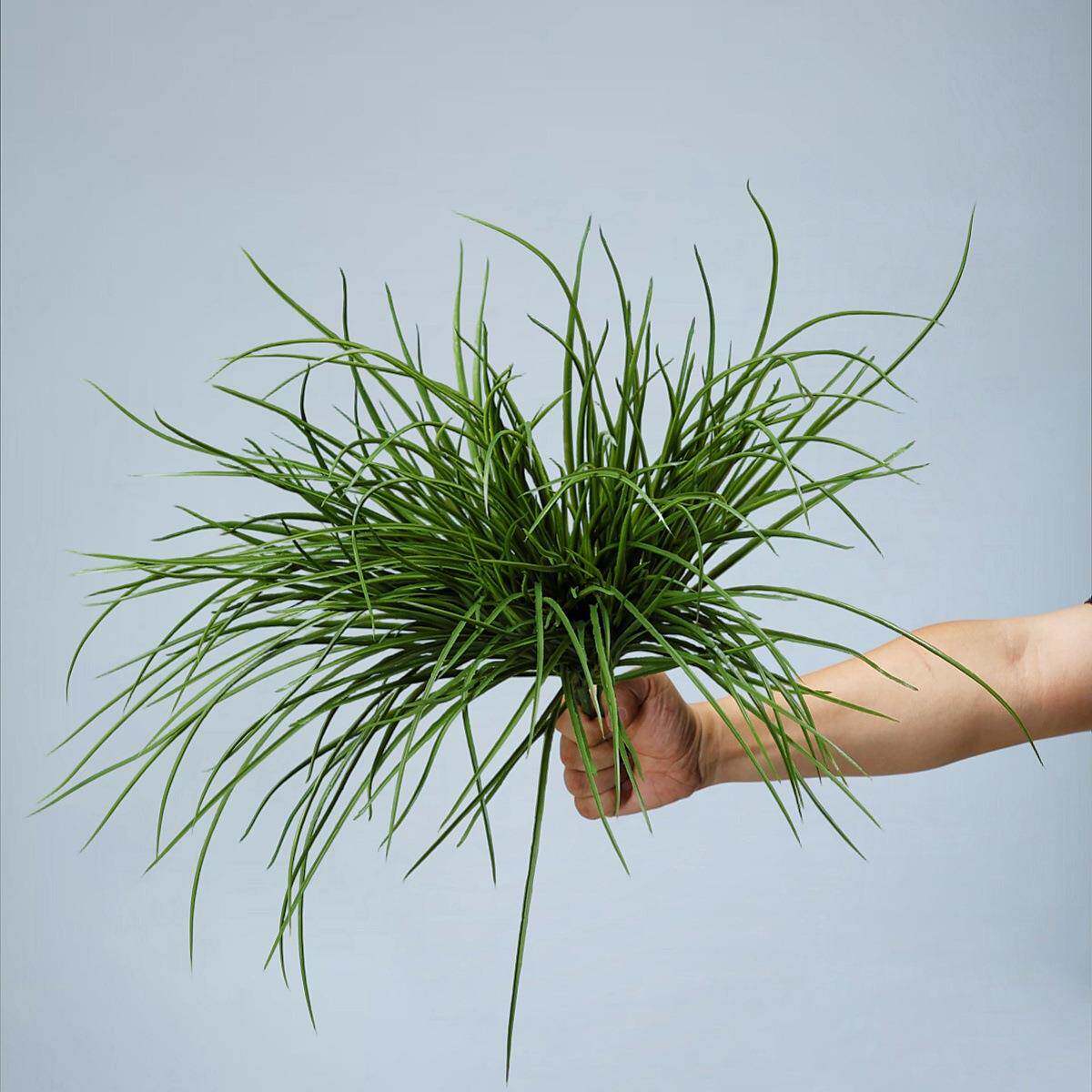 仿真兰花草软装植物墙绿植地插造景装饰人造细草兰花叶水草仿真草