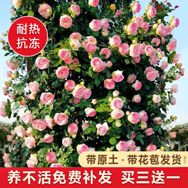 蔷薇花苗藤本月季特大花庭院，爬藤攀援植物，四季开花卉阳台玫瑰盆栽