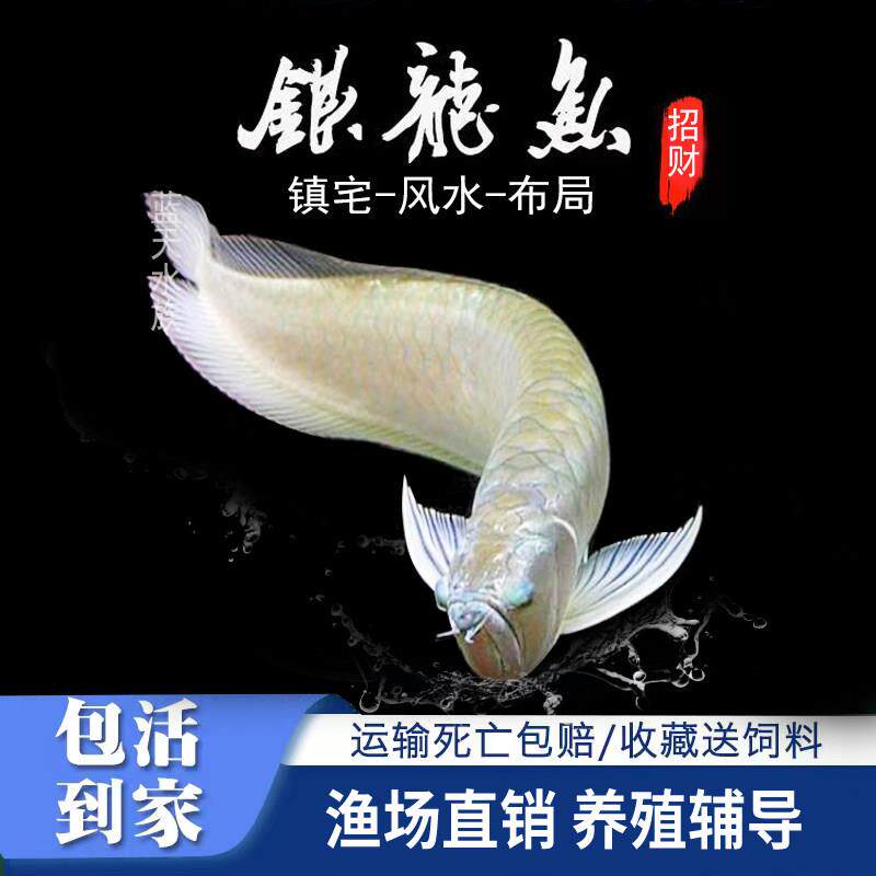 银龙鱼活鱼观赏鱼红龙热带鱼招财鱼红龙鱼红龙活体淡水鱼红龙配鱼