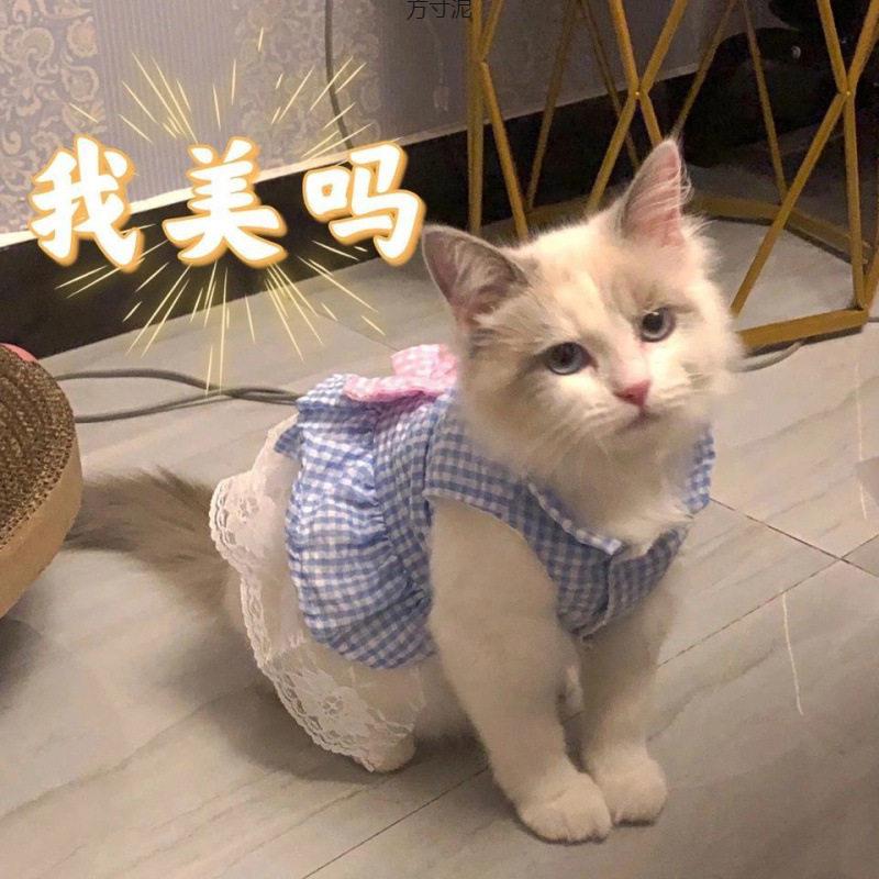 猫咪衣服夏季薄款泰迪比博美柯基小型幼犬春秋宠物背心裙子衣服厂