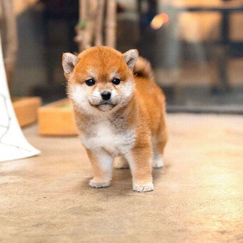 纯种柴犬幼崽宠物狗秋田犬真狗小型犬现货豆柴犬学生版幼宠黑柴犬-封面