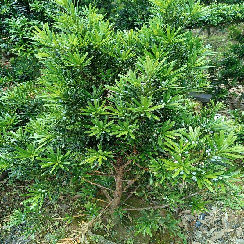 正宗雀舌罗汉松树苗盆景庭院种植盆栽迎客松四季常青大型植物绿植