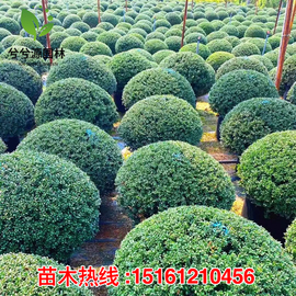 龟甲冬青球别墅庭院耐寒造型球形植物四季常青风景树绿化工程小苗