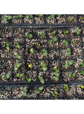 不锈花钢卉穴盘NIX播种机 蔬菜生产苗基地自动育机 播辣椒穴盘点