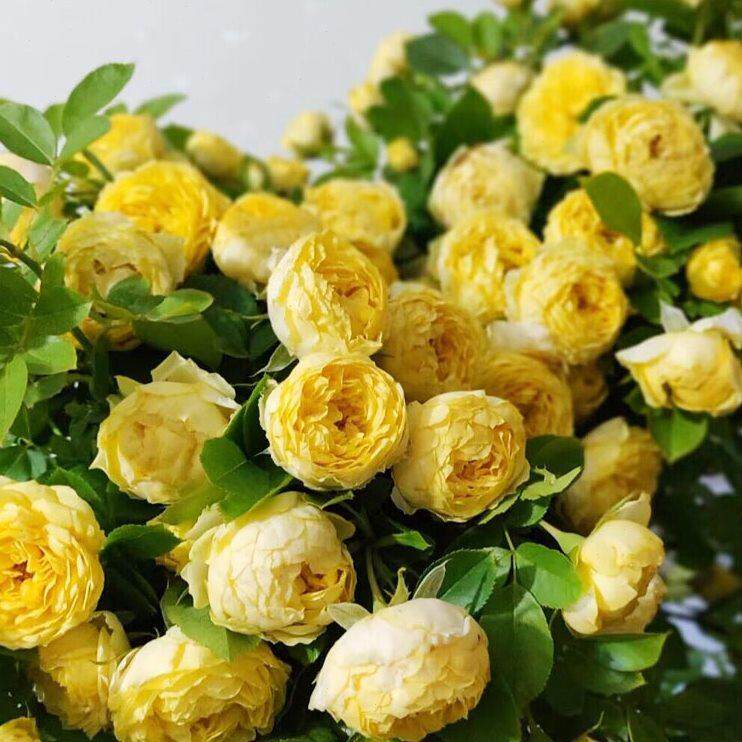 金丝雀棒棒糖树状月季花苗盆栽四季玫瑰大花浓香庭院阳台花卉植物