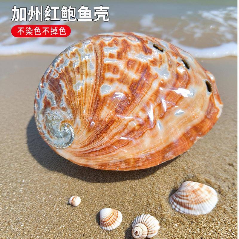 天然鲍鱼壳加州红鲍鱼壳鱼缸水族造景装饰家居收藏拍摄道具