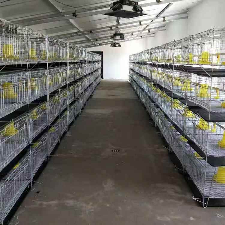 育雏鸡笼小鸡笼立式肉鸡笼家用养殖场用育雏鸡笼
