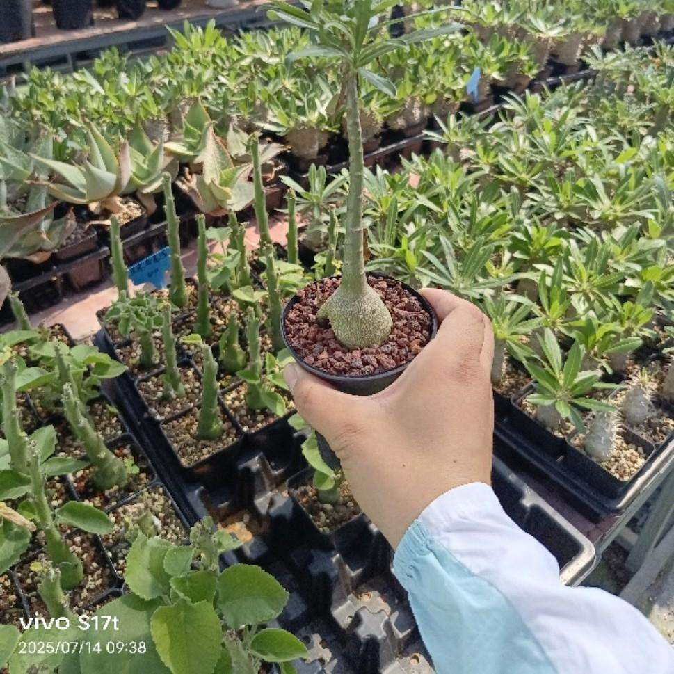 【沙玫女王】沙漠玫瑰 史瓦济兰苗 多肉块根植物