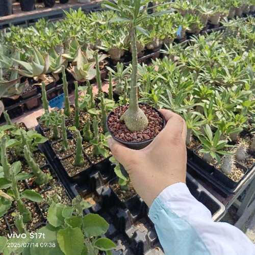 【沙玫女王】沙漠玫瑰 史瓦济兰苗 多肉块根植物