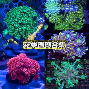 水仙茉莉珊瑚红单苞圆帽绿宝石花彩单苞海水海缸造景花珊瑚