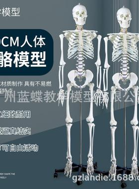 成人一比一人体骨骼模型180CM标准医艺用大骨骼模型 纯白色骨架模