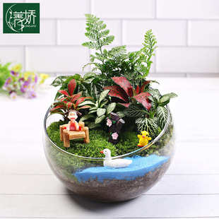 桌面景观diy微景观diy材料苔藓微景观造景植物绿植手工盆栽15切口