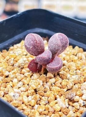 黑色甲虫 姥姥母本