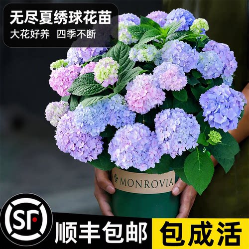无尽夏绣球花苗盆栽大花好养