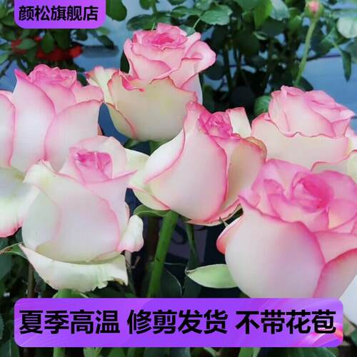 灌木切花月季爱莎/艾莎玫瑰花苗高酒杯花型抗病好养庭院玫瑰盆栽