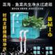 鱼缸水培周转箱过滤箱盒鱼池生态滤箱锦鲤池外置循环系统上置养花
