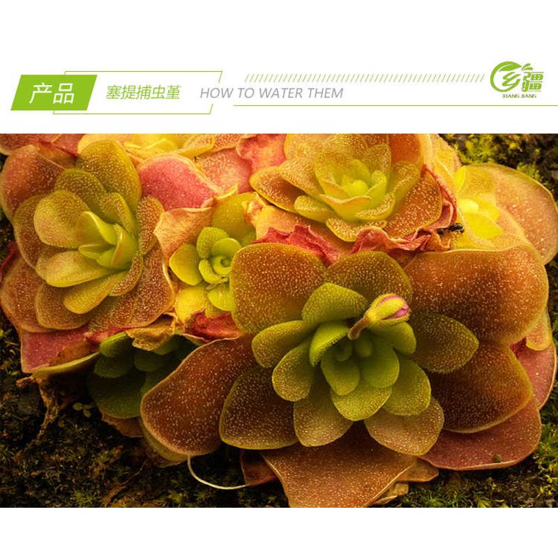基地直销【塞提捕虫堇】食虫植物捕蝇草驱蚊草多肉趣味绿植盆栽
