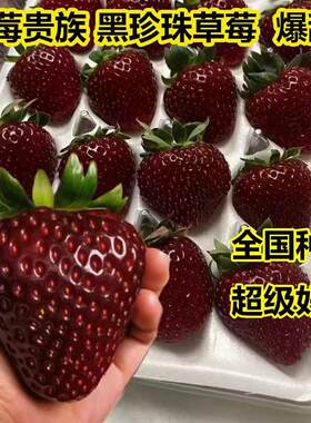 草莓苗黑珍珠草莓种苗带土壤发货阳台纯甜四季奶油草莓苗水果盆栽