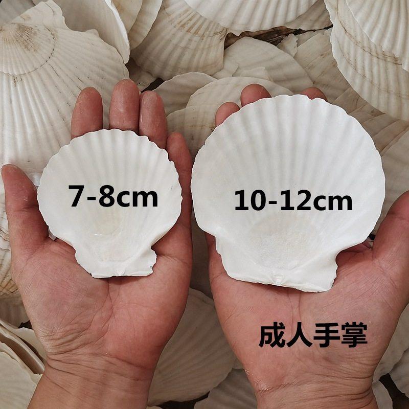 烧烤用蒜蓉粉丝白色大扇贝壳蒸扇贝夏威夷半壳大托 托盘贝壳包邮