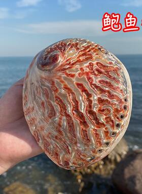天然贝壳海螺鲍鱼壳鱼缸造景水族箱装饰品拍摄道具地中海风格摆件