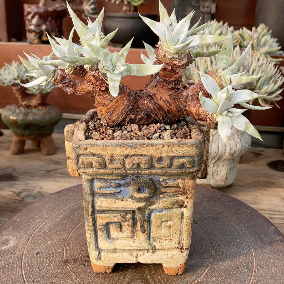 多肉植物仙女杯老桩漠然依