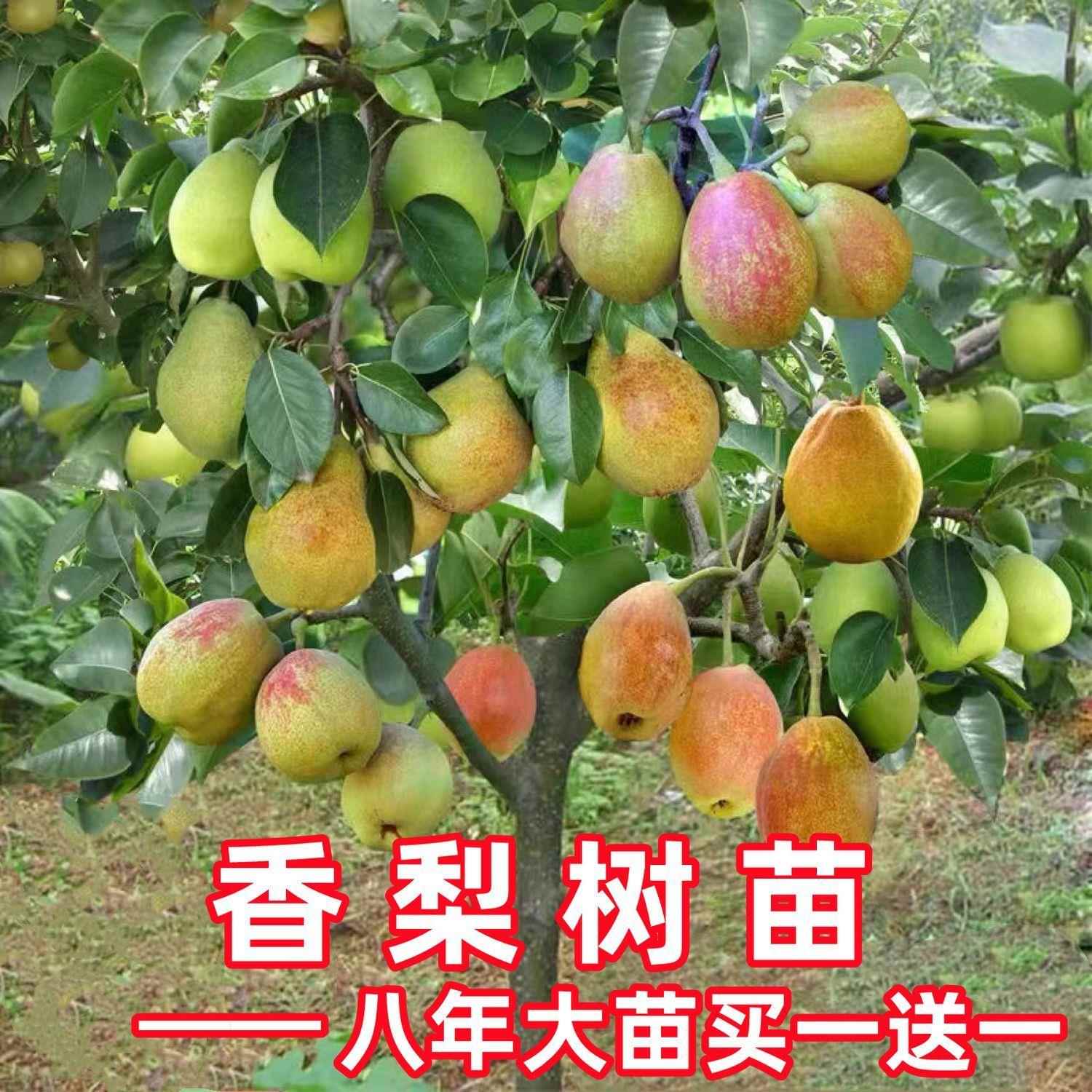 梨树苗嫁接库勒尔香梨树苗特大梨树苗南方北方种植果树当年结果苗