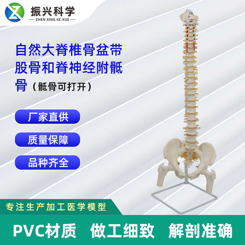自然打开和附脊神经股骨可）脊椎（骶骨骶骨骨盆模型带大