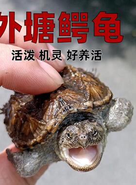 佛鳄龟活物杂佛小鳄龟爆刺北美幼苗小乌龟活物稀罕宠物乌龟观赏龟