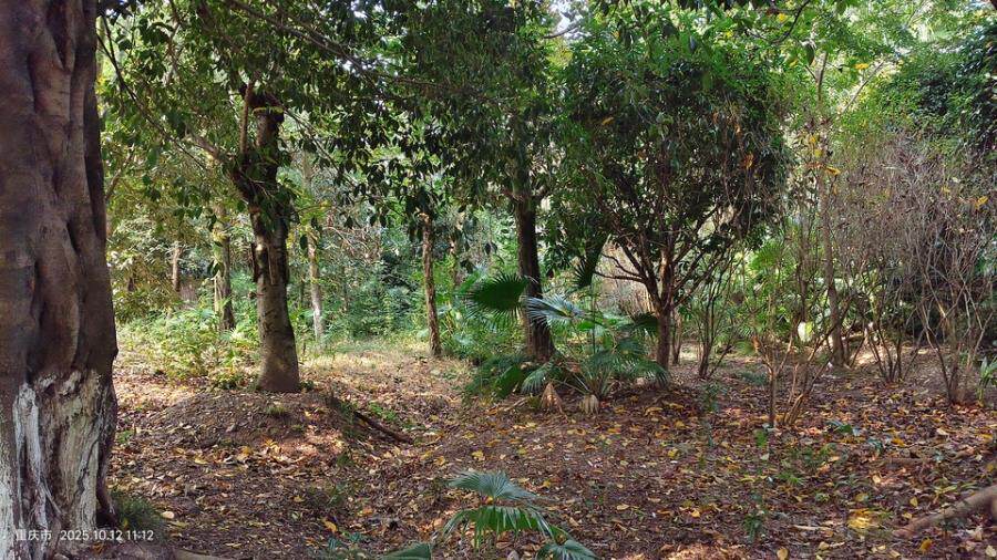 3月5日重庆北碚工程公司房屋建筑物、苗木、办公家具及设备网络拍卖公告