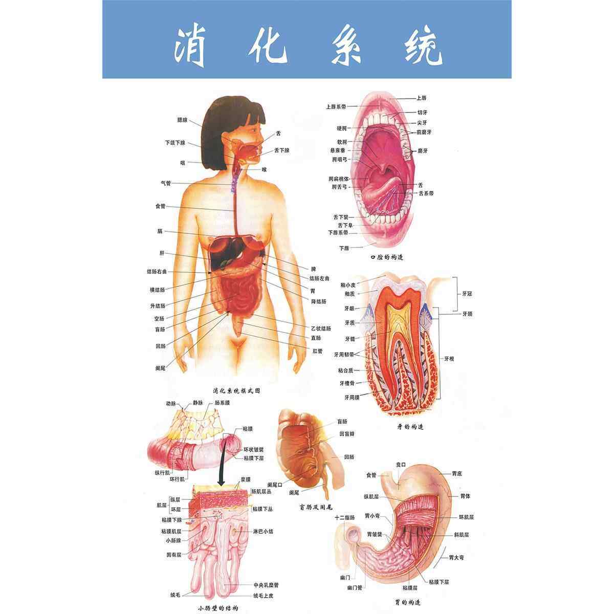 人体器官解剖图消化系统结构图食物消化过程小学生幼儿园认知挂图