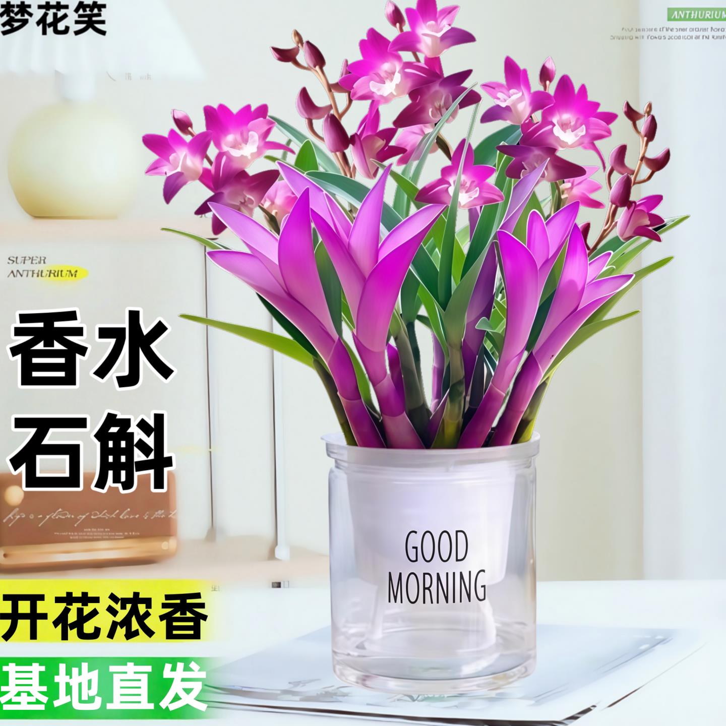 七彩香水石斛兰花四季兰好养绿植浓香型石斛改善睡眠绿植净化空气