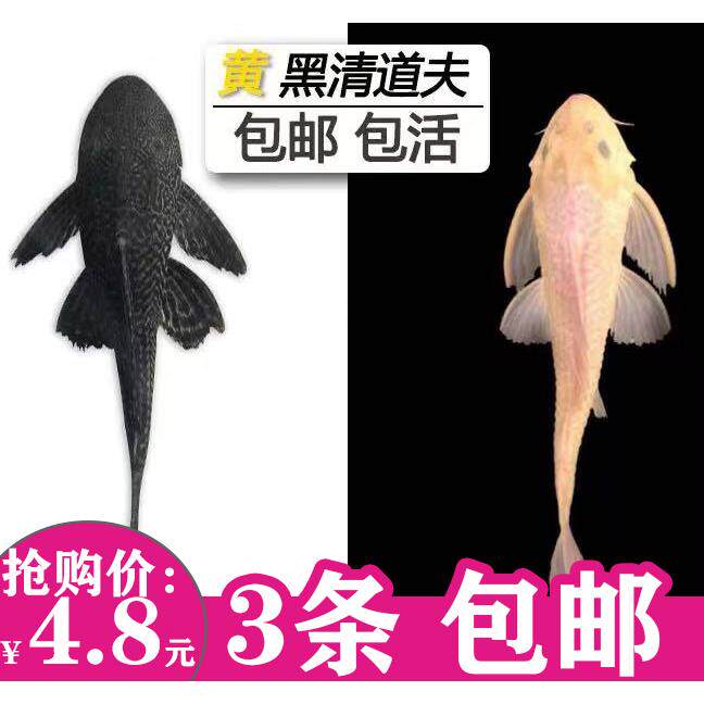 清道夫活体鱼缸垃圾清洁工具鱼苗金苔鼠鱼热带女王豹纹观赏鱼淡水