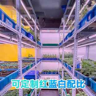 组灯红植物生长补灯T光8全光谱蔬菜绿植育苗ledZSO培灯蓝光