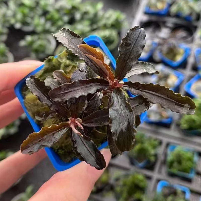 柯达岗辣椒榕杯装水榕鱼缸草缸造景水培增氧阴性淡水活体水草植物