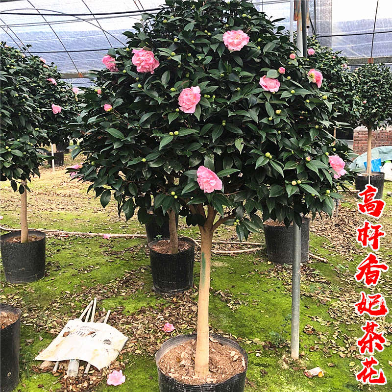 高杆香妃茶花树苗五色赤丹小苗庭院常青风景花卉树盆栽茶花棒棒糖