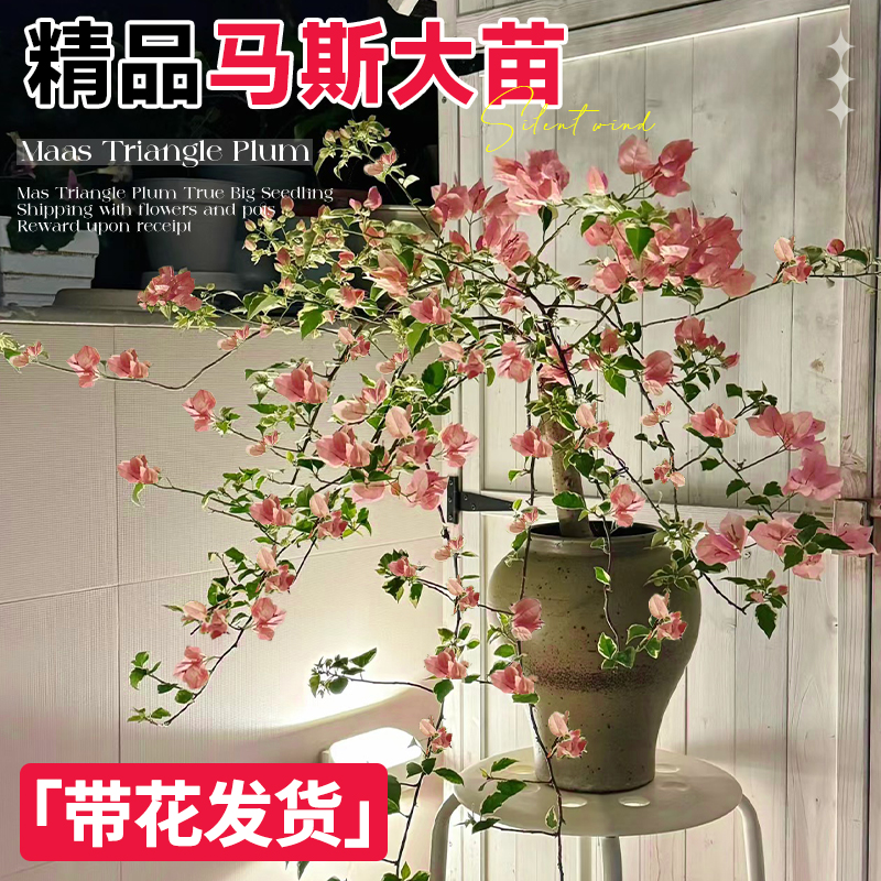 马斯三角梅盆栽带花老桩树苗绿樱飘枝爬藤植物阳台四季花卉绿植景