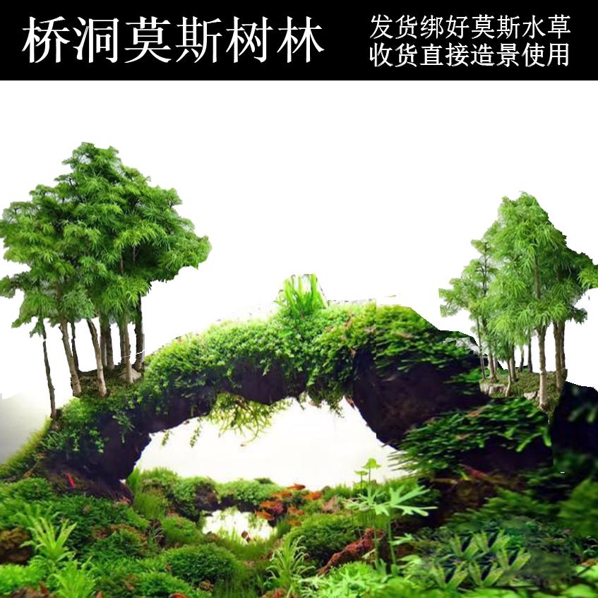 莫斯树林 鱼缸莫斯树 沉木真水草套餐水族箱活体装饰 莫斯桥