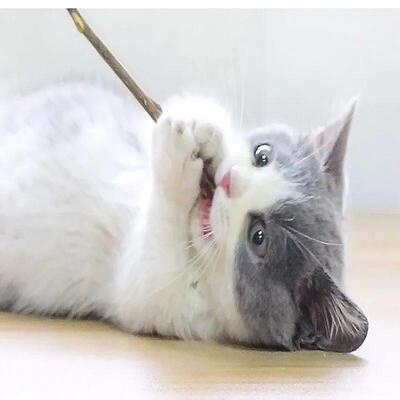 5/10pcs Natural Matatabi Cat Mint Caught Bite Excited Rods