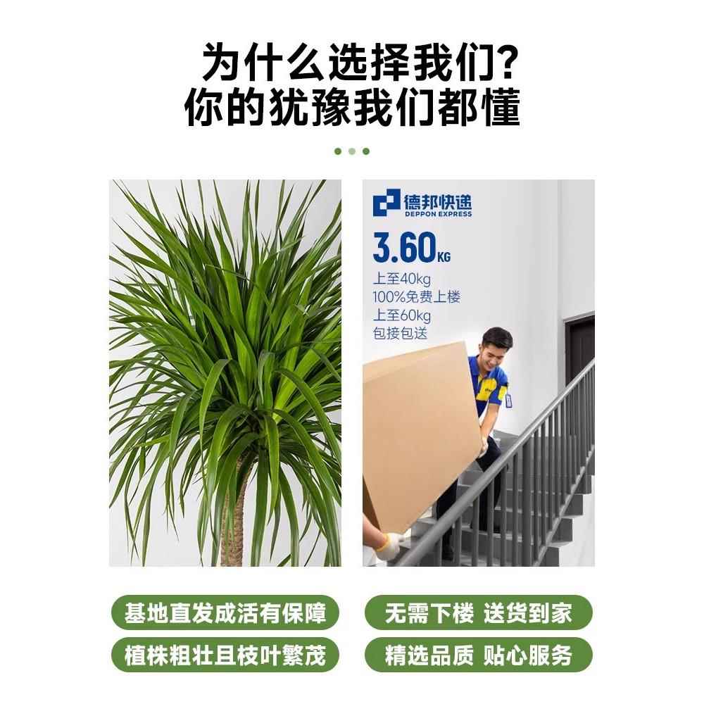 龙血树盆栽绿植室内大型客厅大盆景真花龙铁龙须树办公室落地植物