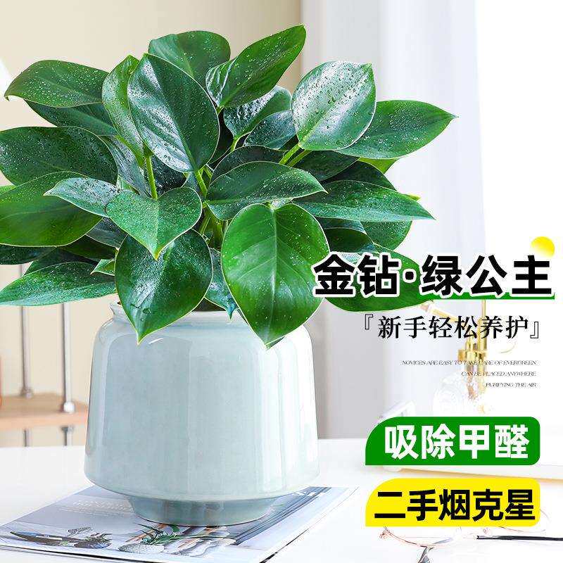 金钻绿公主室内花卉盆栽好养易活净化空气四季常青绿植物吸除甲醛