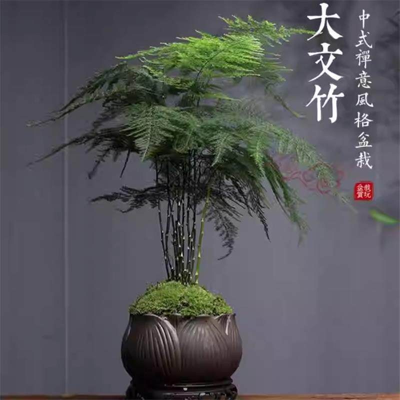 大文竹盆栽植物室内客厅精品创意中式禅意盆景四季常青绿植花卉