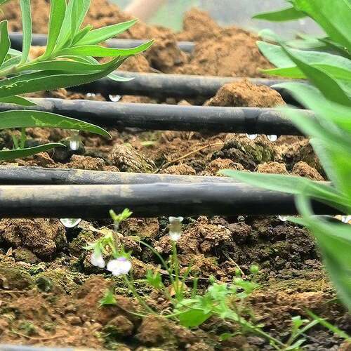 1LCD菜6贴片滴灌带大棚蔬管滴水软带农用花卉滴管农业灌溉灌草莓