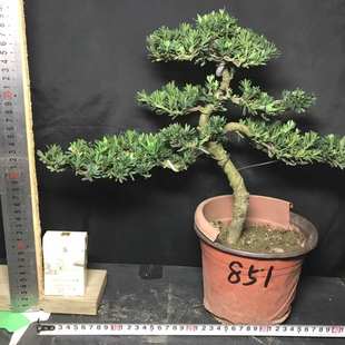 盆景四季 拍客厅假山罗汉松叶迎客松造型庭院老米阳台新款 常青桩一