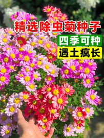 除虫菊种子小雏菊花种籽室内阳台驱蚊草花卉种孑种植四季播种开花