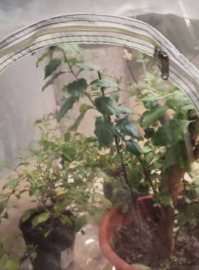 塑料花园温室露营透明房暖房迷你花房花园罩防虫多肉植物温室大棚