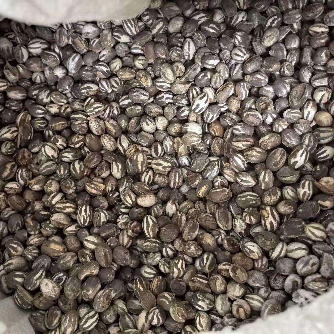 【年秋冬新货】仓鼠蜥蜴蜜袋鼬小宠增肥虫坦克冲杨拉罐大颗