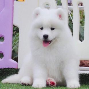白色雪橇犬双血统中型犬家养宠物狗狗 纯种萨摩耶幼犬活体澳洲熊版