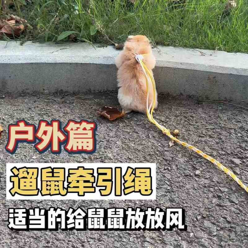 荷兰猪牵引绳花枝鼠松鼠训练仓鼠链子遛弯龙猫小宠加长专用遛鼠
